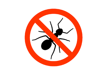 Ants Control Treatment