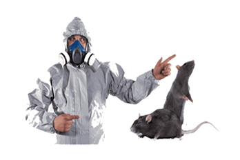 Rats And Rodent Control